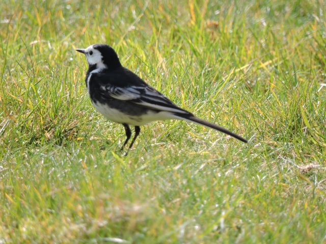 Pied Wagtail, St George's Farm (3)
